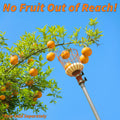 A long-reach fruit picker with an orange wire basket and white foam pad attached to a telescopic extension pole, reaching high into a fruit tree to pick ripe oranges. The bright blue sky and bold text “No Fruit Out of Reach!” emphasize ease of use and height advantage. Pole sold separately.
