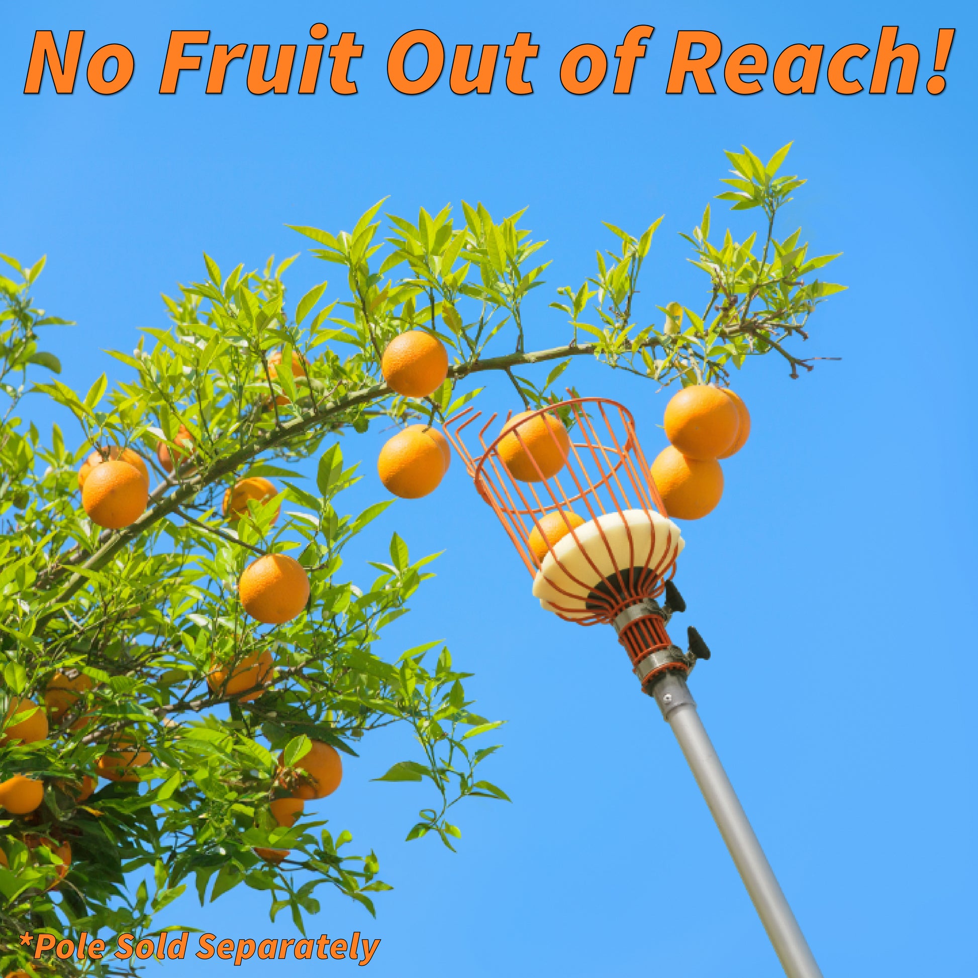 A long-reach fruit picker with an orange wire basket and white foam pad attached to a telescopic extension pole, reaching high into a fruit tree to pick ripe oranges. The bright blue sky and bold text “No Fruit Out of Reach!” emphasize ease of use and height advantage. Pole sold separately.