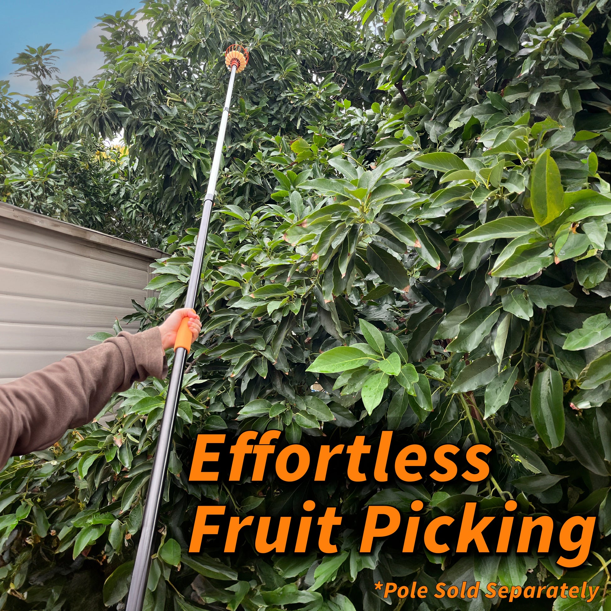 A person uses a long-reach Extend-A-Reach telescoping fruit picker pole to harvest fruit from a tall, leafy tree. The orange fruit picker basket with foam padding is extended high into dense branches. Text overlay reads “Effortless Fruit Picking” with a note that the pole is sold separately