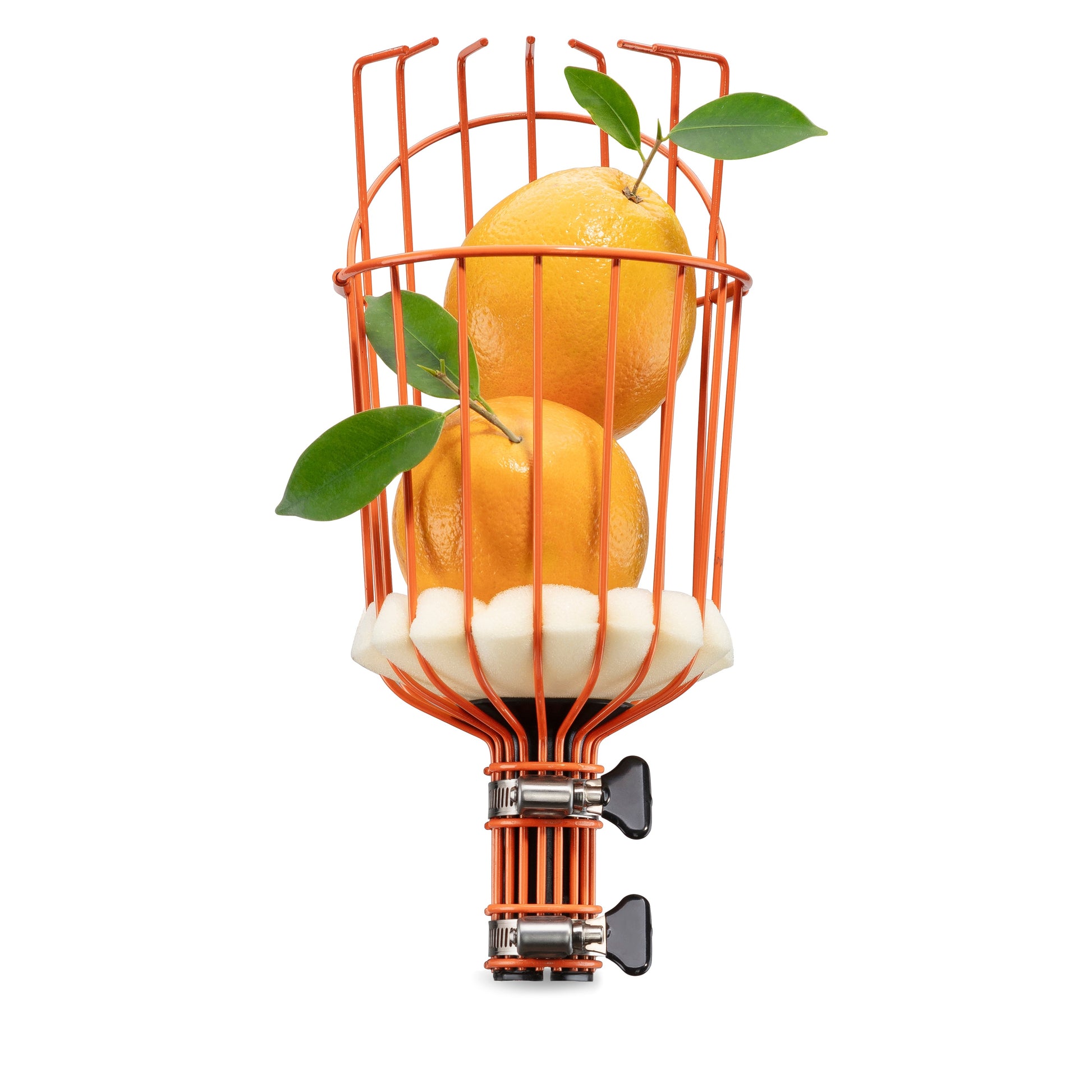 An orange fruit picker with basket with a white foam pad holding freshly picked oranges . This telescoping extension pole attachment, secured with metal clasps for safe and easy high-reach fruit harvesting.