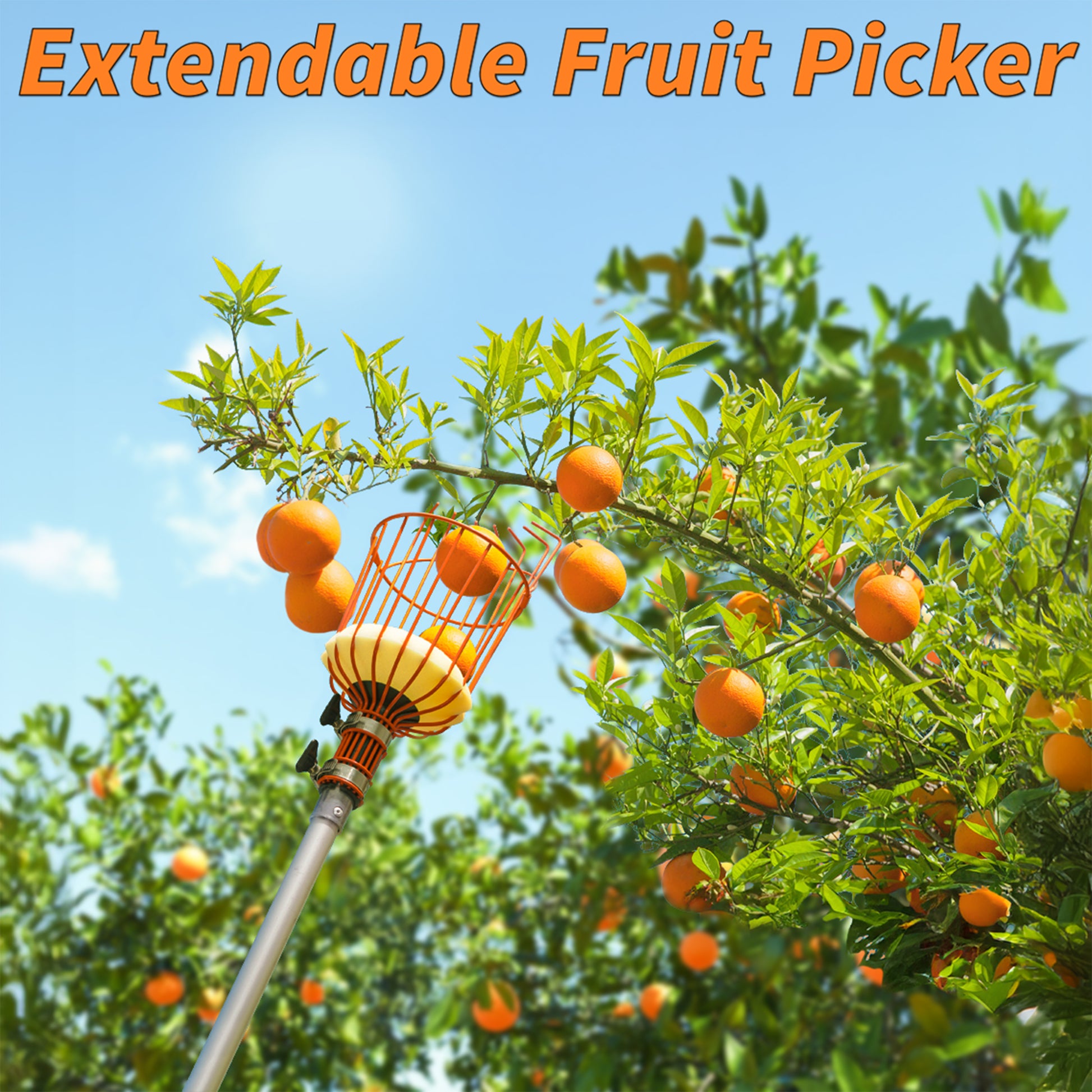 Extend-A-Reach extendable fruit picker pole with metal basket attachment harvesting ripe oranges from a tall fruit tree under a clear blue sky. Text on image reads: ‘Extendable Fruit Picker.
