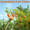 Extend-A-Reach extendable fruit picker pole with metal basket attachment harvesting ripe oranges from a tall fruit tree under a clear blue sky. Text on image reads: ‘Extendable Fruit Picker.