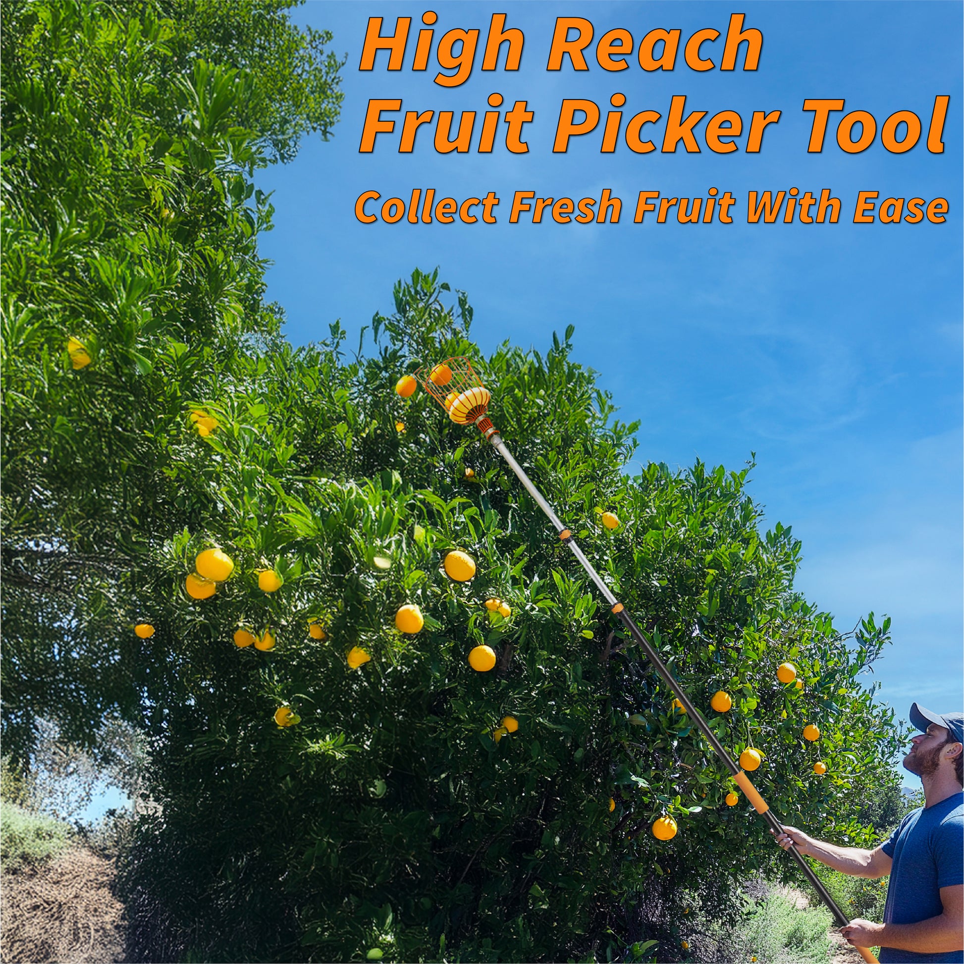 Man using the Extend-A-Reach high reach telescopic fruit picker pole with basket attachment to harvest ripe oranges from a tall fruit tree. Text on image reads: ‘High Reach Fruit Picker Tool – Collect Fresh Fruit With Ease.