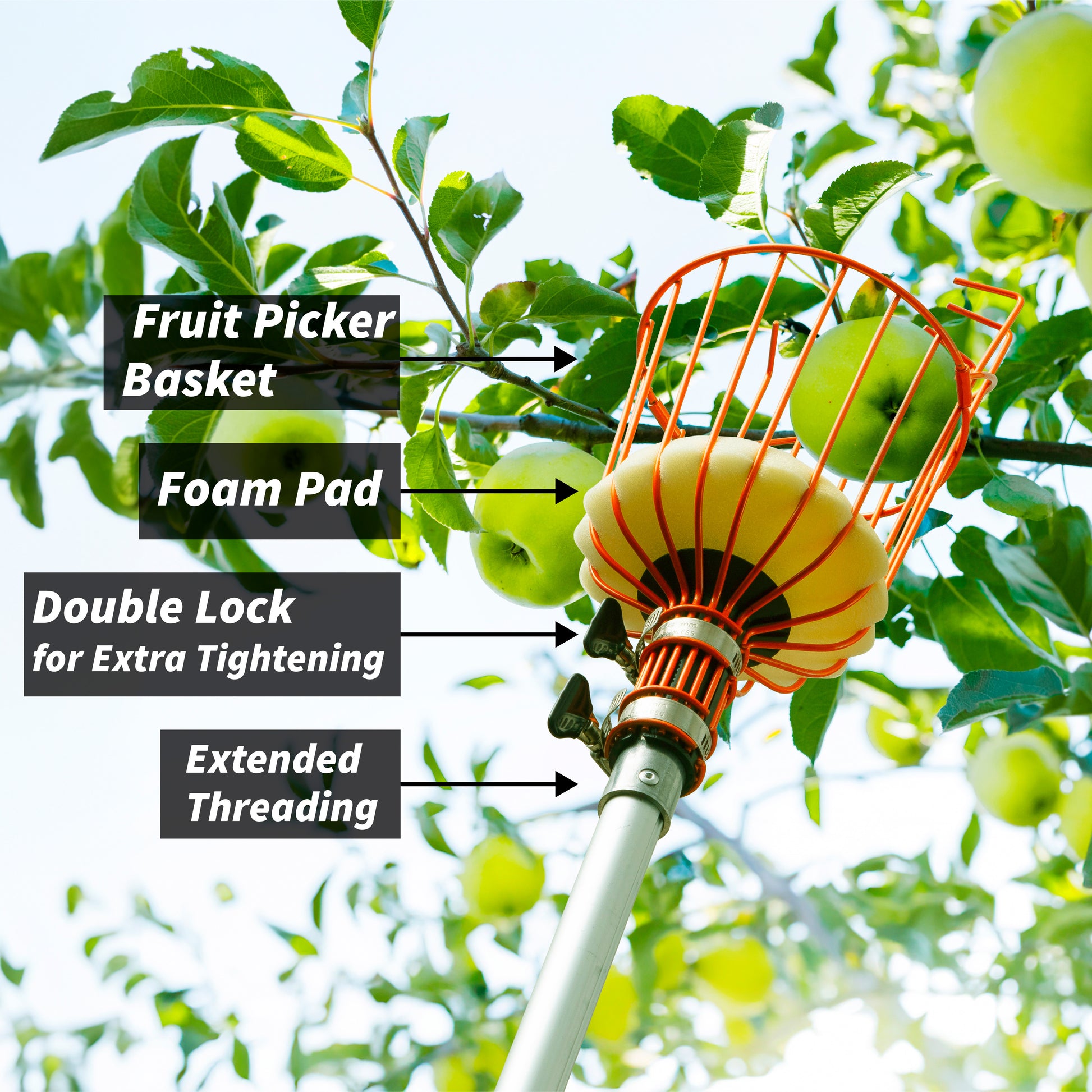 Close-up of Extend-A-Reach telescopic apple picker pole harvesting green apples, featuring a sturdy metal basket with foam pad, double lock for extra tightening, and extended threading for secure attachment. Text on image highlights: ‘Fruit Picker Basket,’ ‘Foam Pad,’ ‘Double Lock for Extra Tightening,’ and ‘Extended Threading